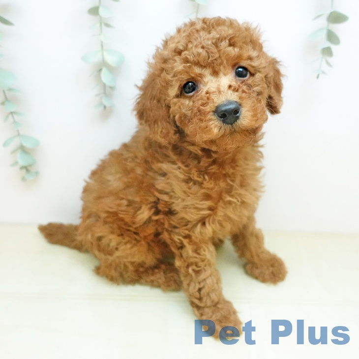 トイ・プードル