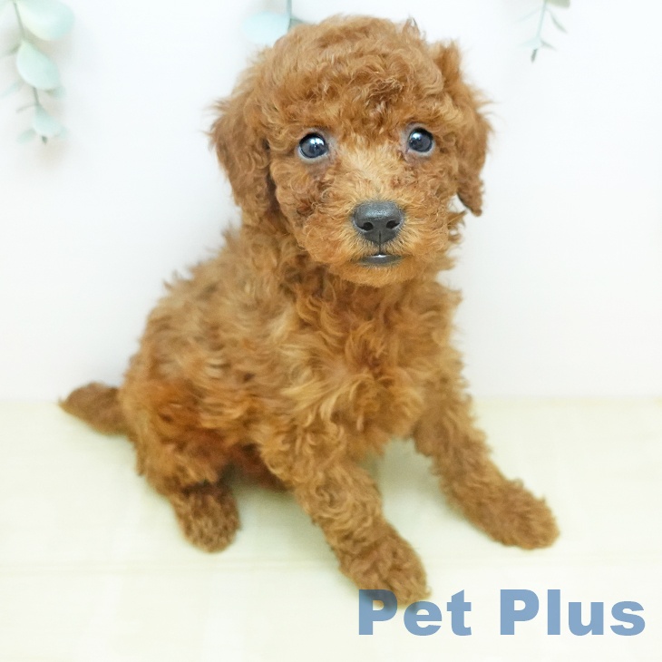 トイ・プードル