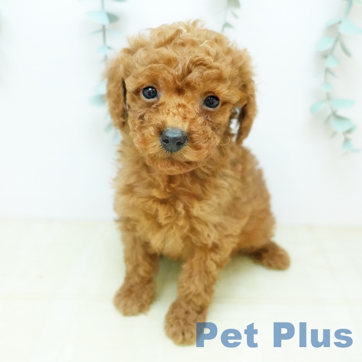 トイ・プードルの写真2