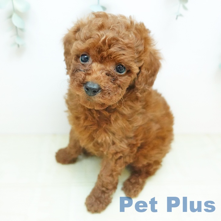 トイ・プードル