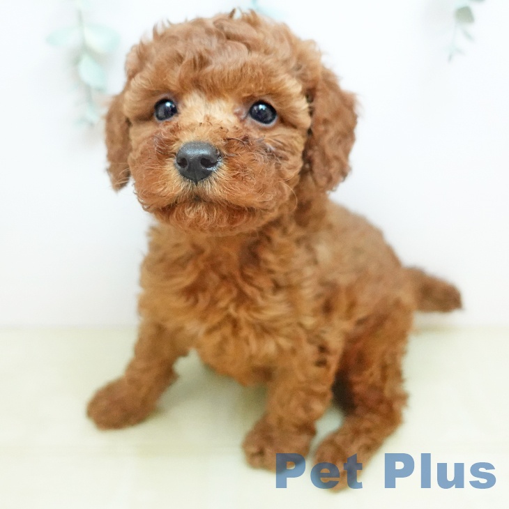 トイ・プードルの写真2