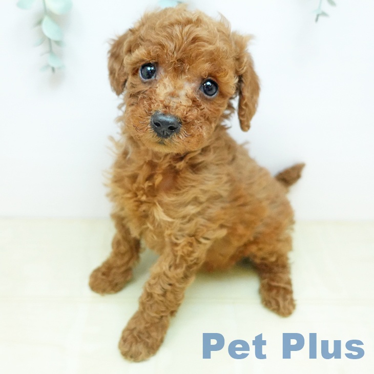 トイ・プードル