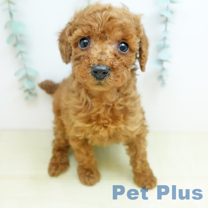 トイ・プードルの写真2