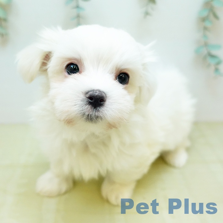 マルチーズの写真2