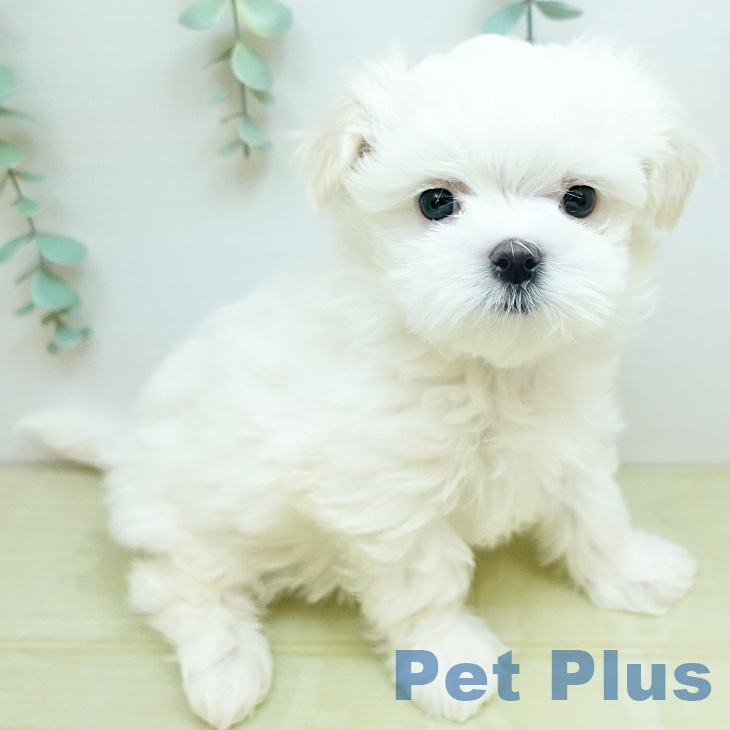 マルチーズの写真2