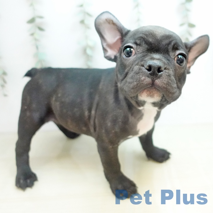 フレンチ・ブルドッグ