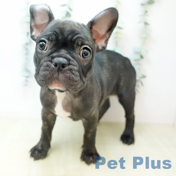 フレンチ・ブルドッグの写真1