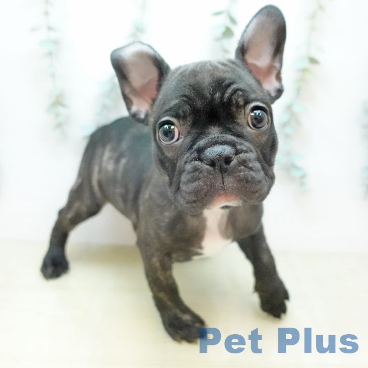 フレンチ・ブルドッグの写真2