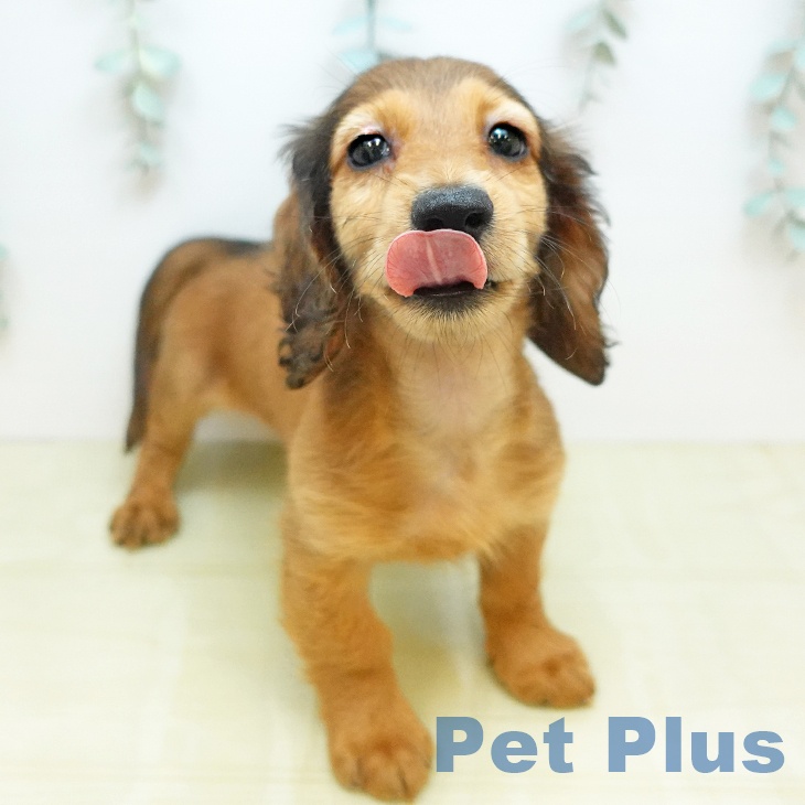 カニーンヘン・ダックスフンド