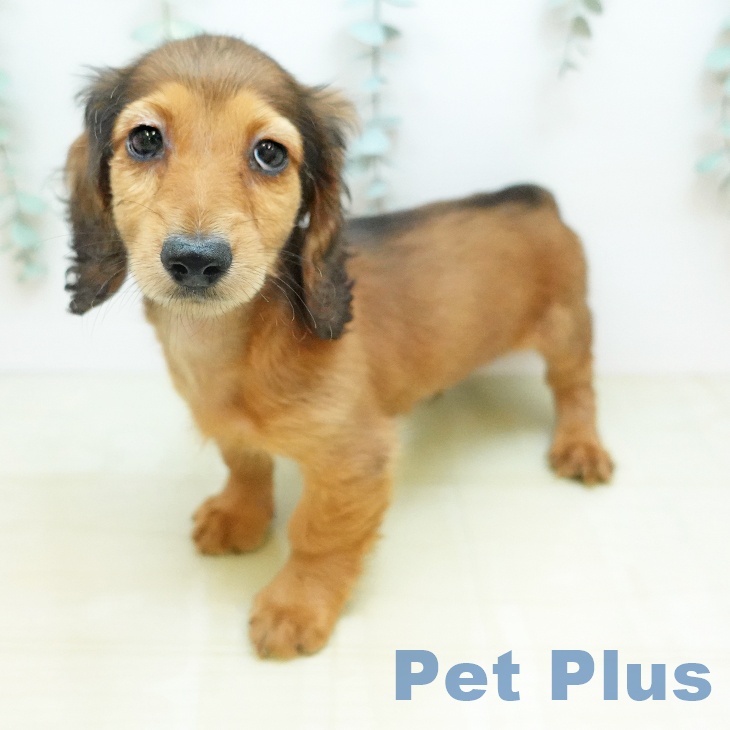 カニーンヘン・ダックスフンド