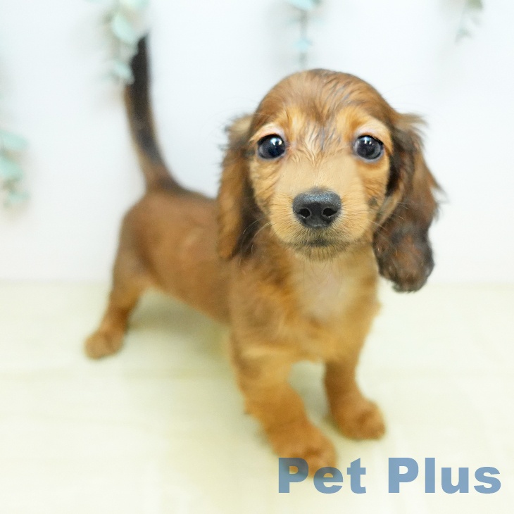 カニーンヘン・ダックスフンド