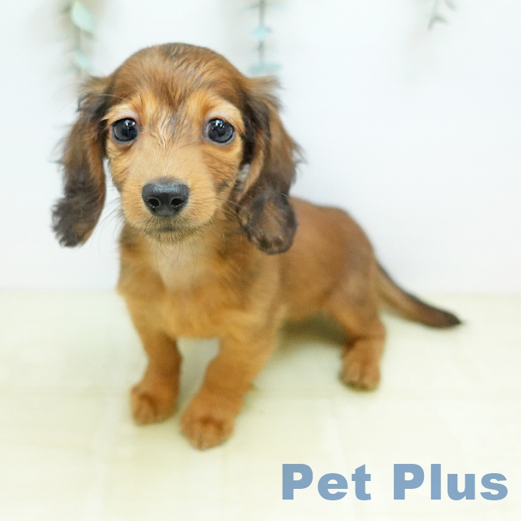 カニーンヘン・ダックスフンドの写真2