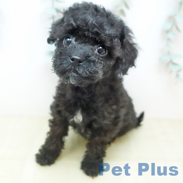 トイ・プードル