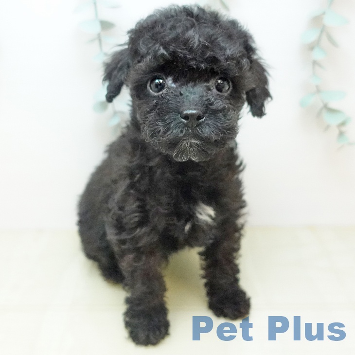 トイ・プードルの写真2