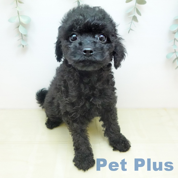 トイ・プードルの写真1