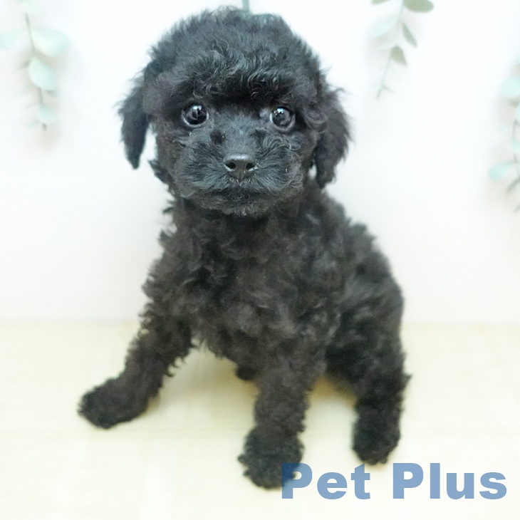 トイ・プードルの写真2