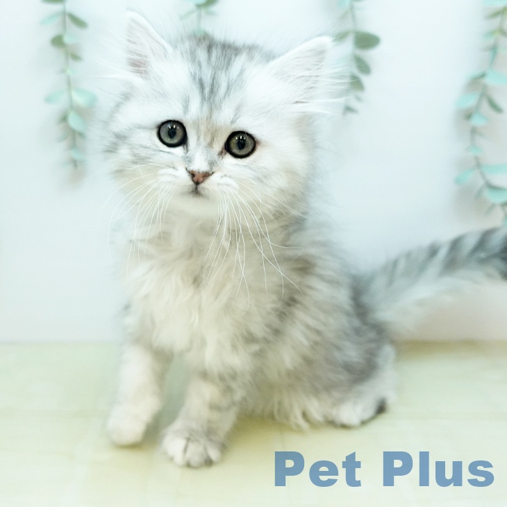 ペルシャの写真2