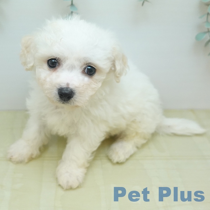 ビション・フリーゼ