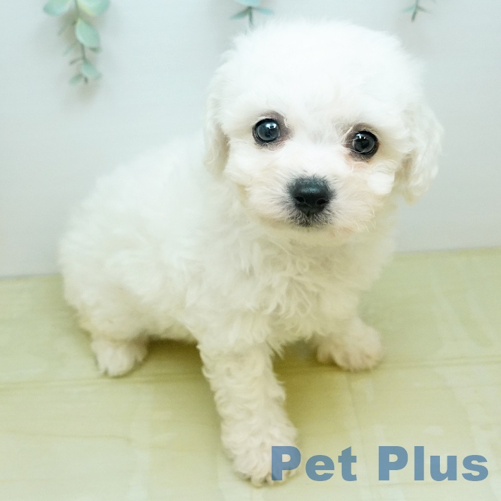 ビション・フリーゼの写真1