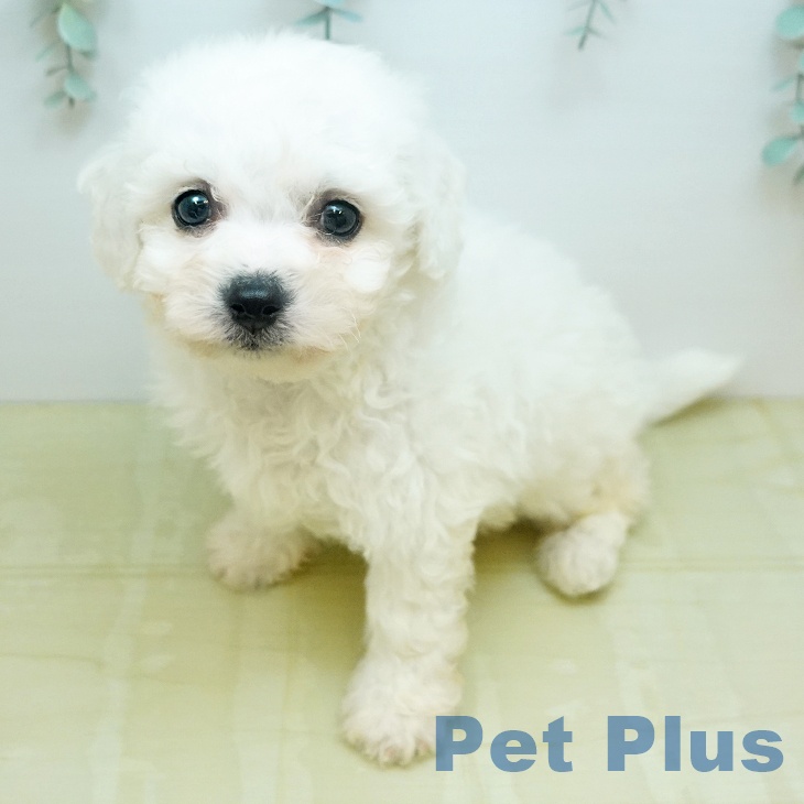 ビション・フリーゼの写真2