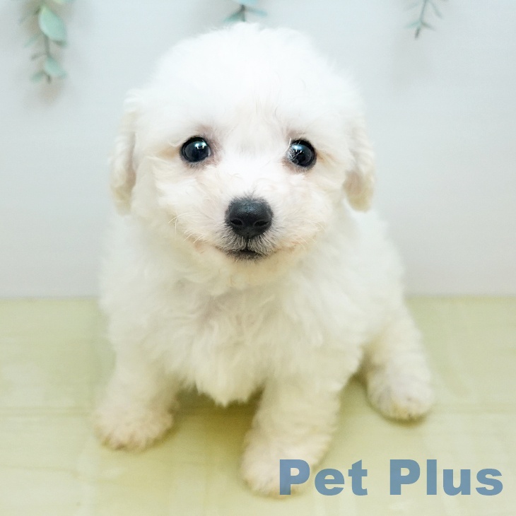 ビション・フリーゼの写真2