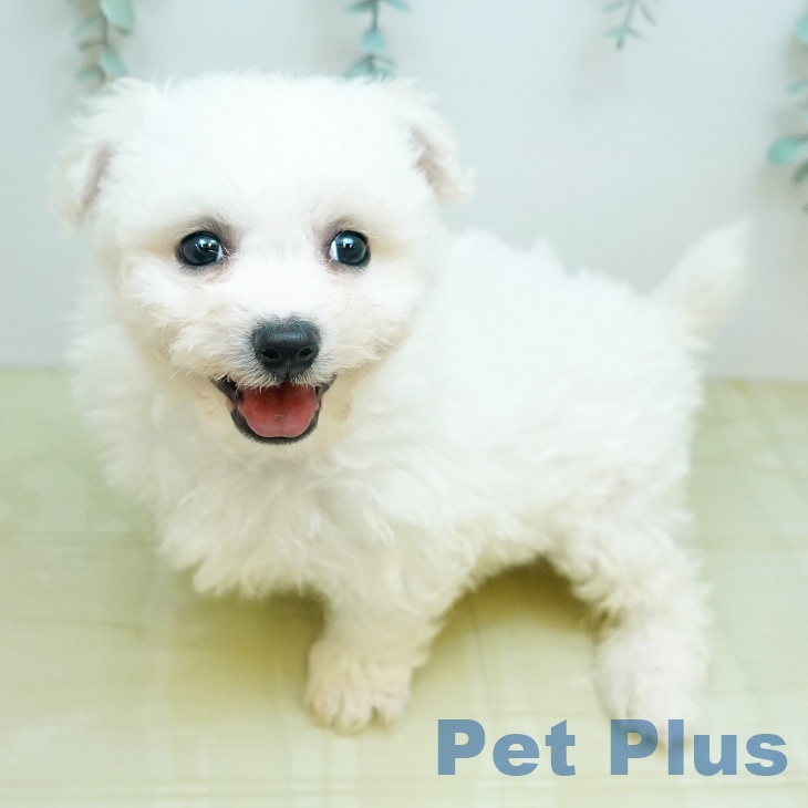 ビション・フリーゼの写真2