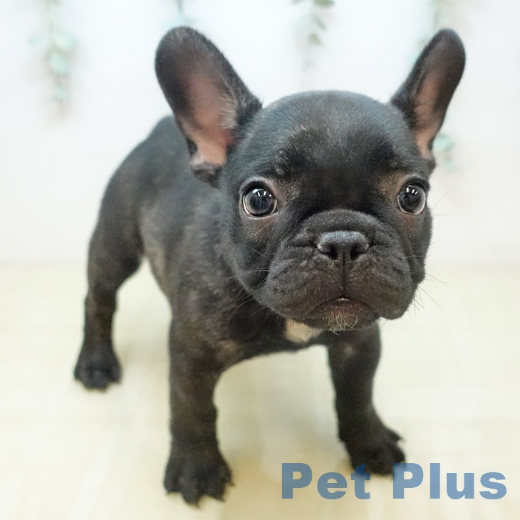 フレンチ・ブルドッグ