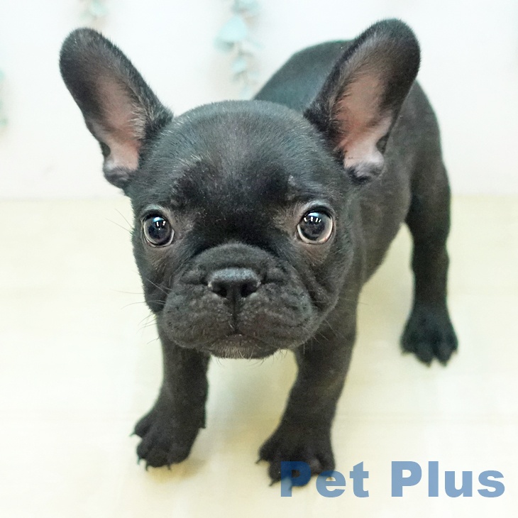 フレンチ・ブルドッグ