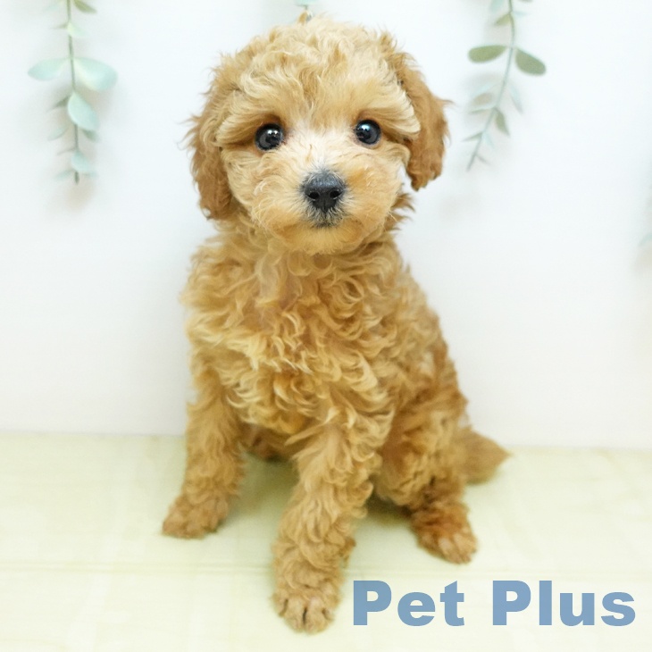 トイ・プードル