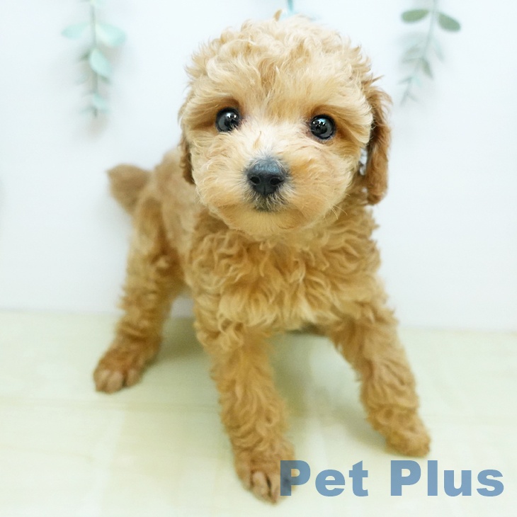 トイ・プードル