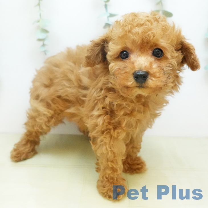 トイ・プードル