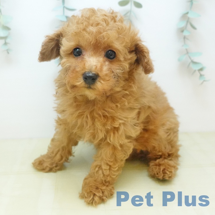 トイ・プードルの写真2