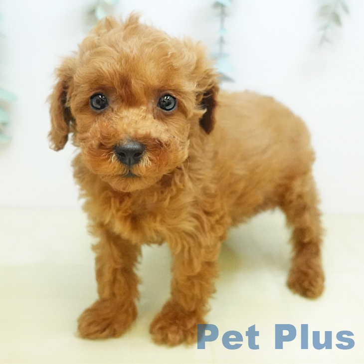 トイ・プードル