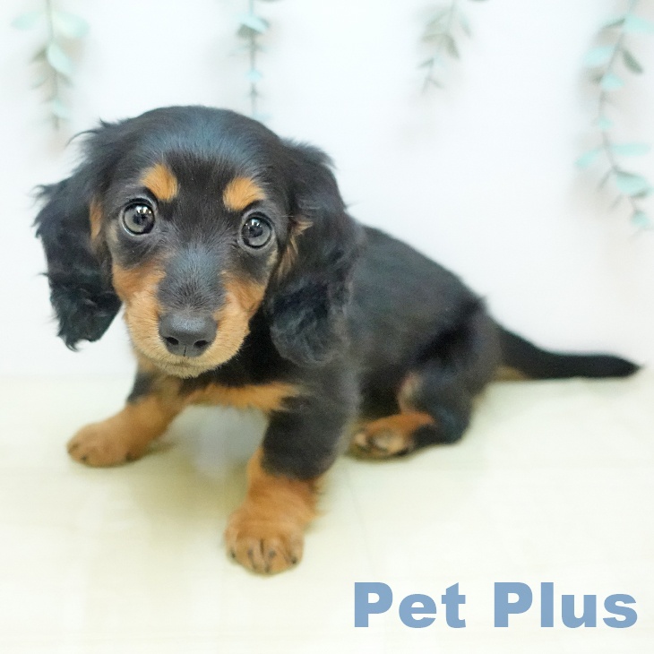 ミニチュア・ダックスフンド