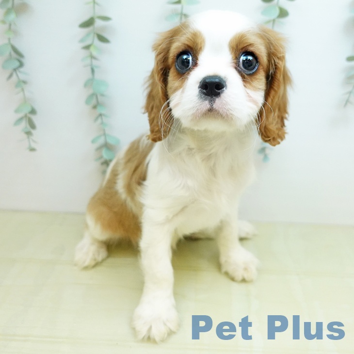 キャバリア・キングチャールズ・スパニエル