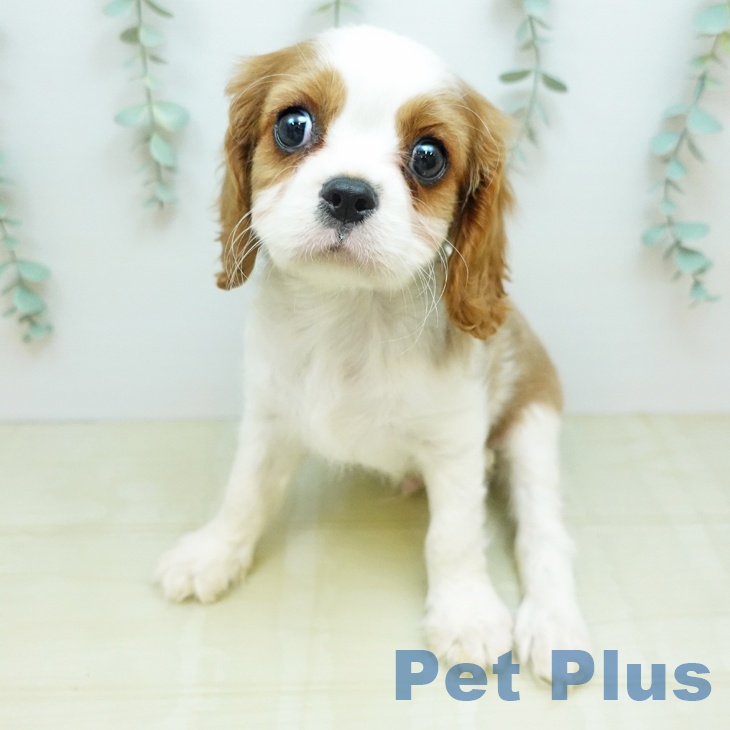 キャバリア・キングチャールズ・スパニエルの写真2