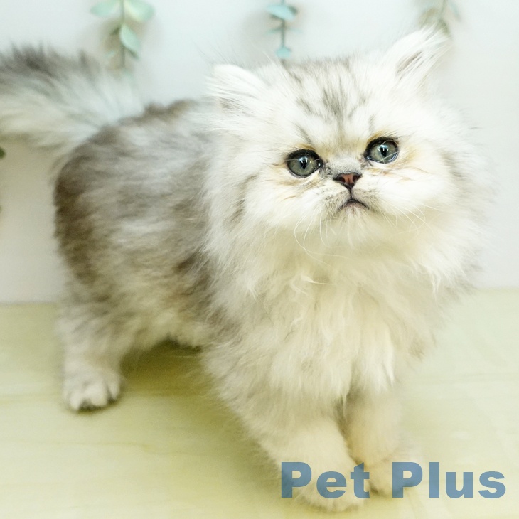 ペルシャの写真2