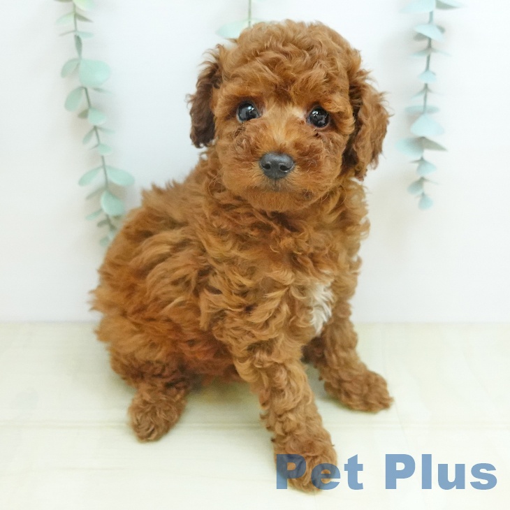 トイ・プードル