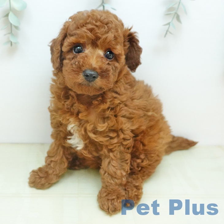 トイ・プードルの写真2