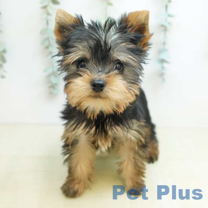 ヨークシャー・テリア