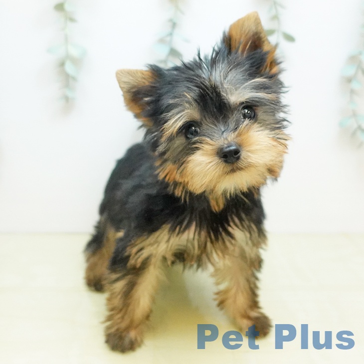 ヨークシャー・テリアの写真2