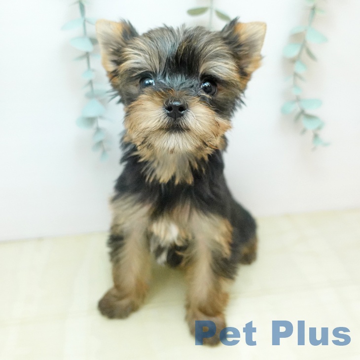 ヨークシャー・テリアの写真2