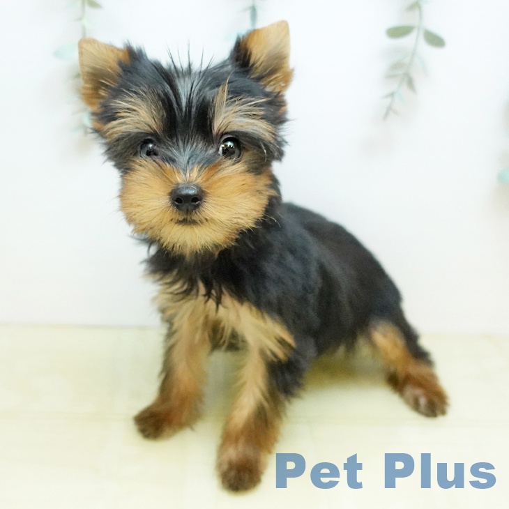 ヨークシャー・テリアの写真1