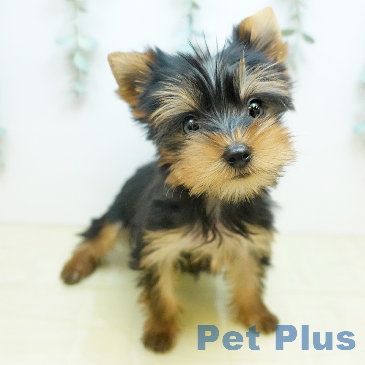 ヨークシャー・テリアの写真2