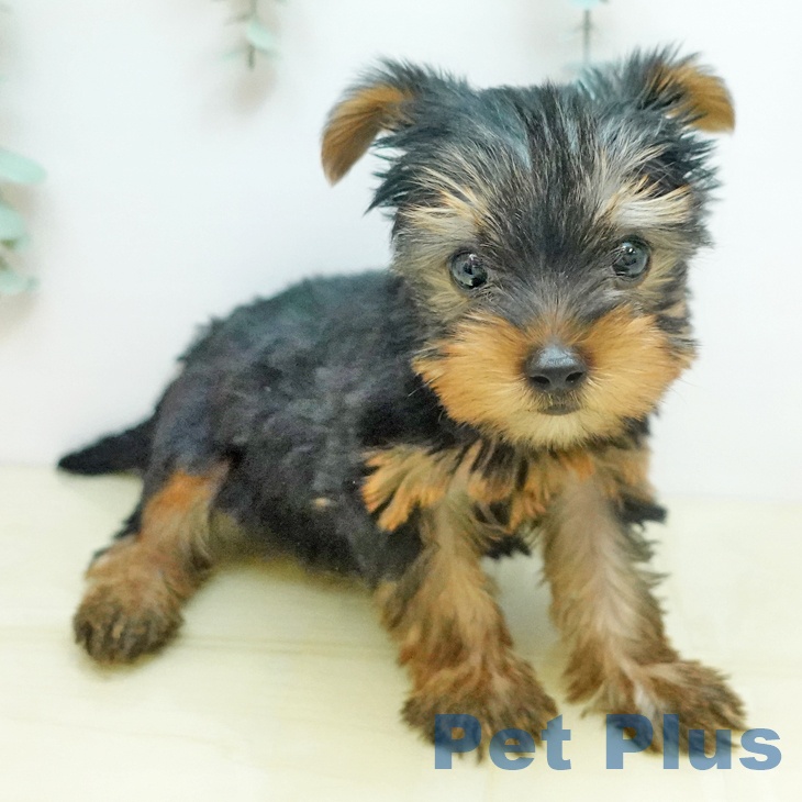 ヨークシャー・テリア