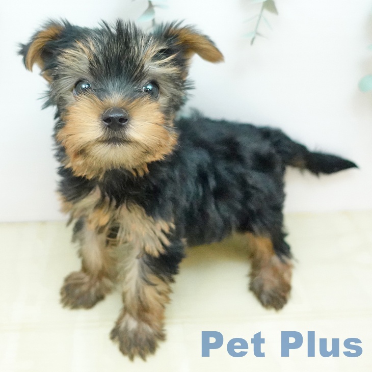 ヨークシャー・テリア