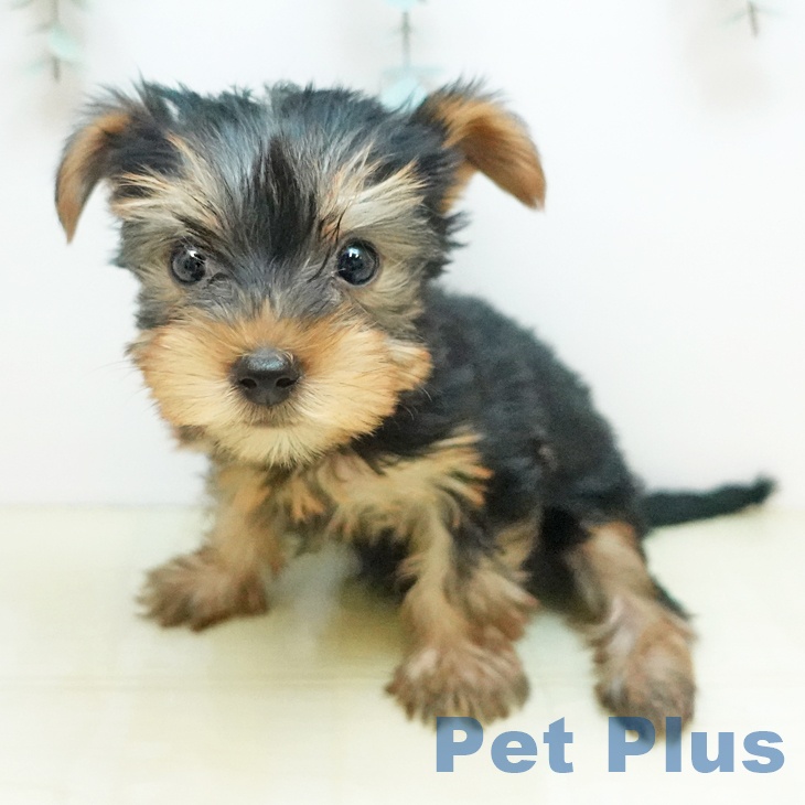 ヨークシャー・テリア