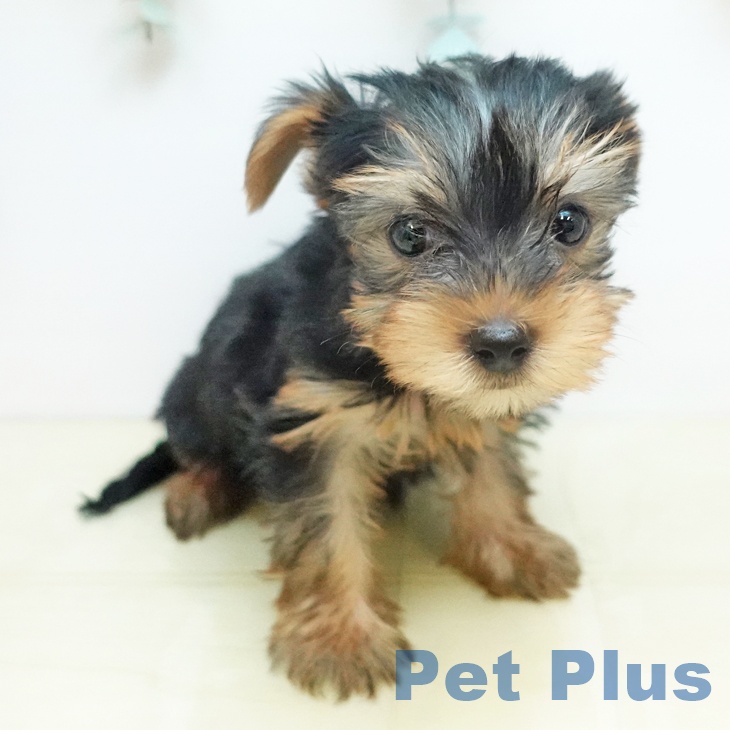 ヨークシャー・テリア