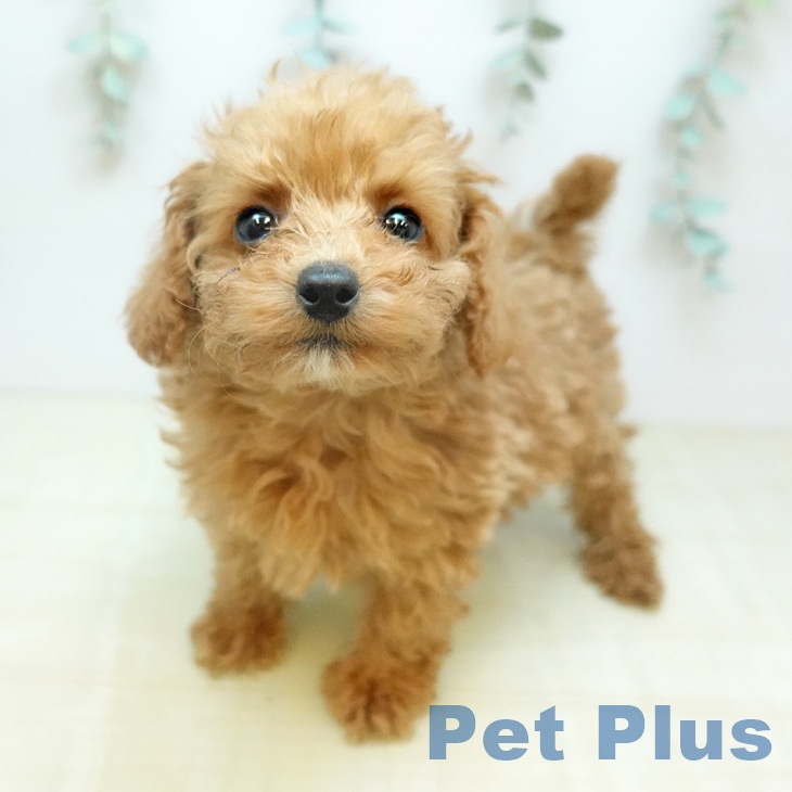 トイ・プードル