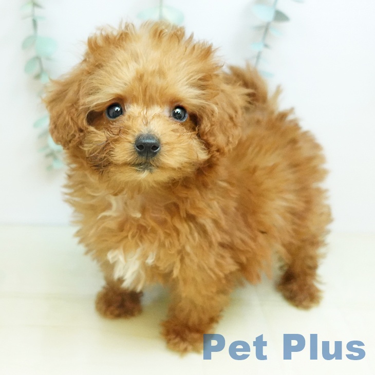 トイ・プードル